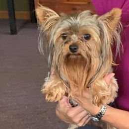 Yorkshire Terriers from Serra’s Yorkies