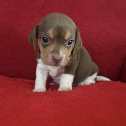 Pocket Beagle Katie - Brown white and tan female Beagle puppy in Gentry, Arkansas from HC Puppy Ranch