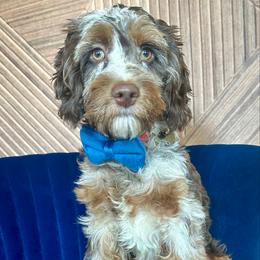 Bandit - Cockapoo
