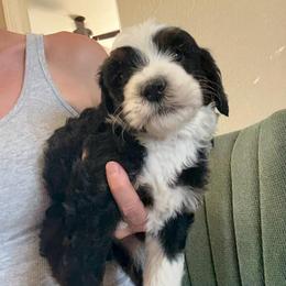 Rain - Tri-color male Bernedoodle puppy in Churchill County Fallon, Nevada from Card Family Ranch