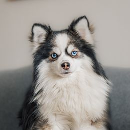 Rocky - Pomsky