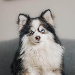 Rocky - Pomsky