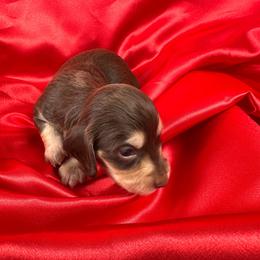 Toby - Chocolate and cream male Dachshund puppy in Mesquite, Texas from AB Dachshund