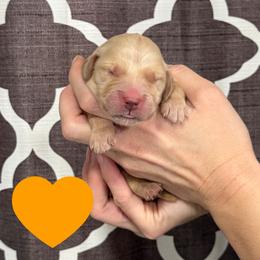 Orange - Honor - Golden female Golden Retriever puppy in Cadillac, Michigan from K & M Golden Retrievers