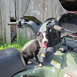 Jamaica - Black and white male Border Collie puppy in Avilla, Indiana from Borderline Kennels