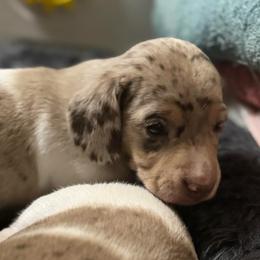 Luna - Dapple female Dachshund puppy in Fayetteville, West Virginia from Loop Creek Dachshunds