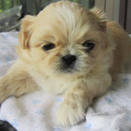 Pekingese puppies from Poochie's Pekes