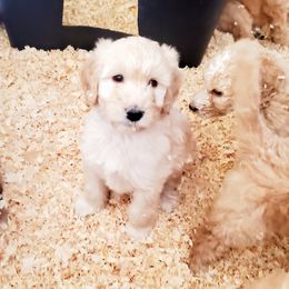 Goldendoodle Puppies from Americana Paws