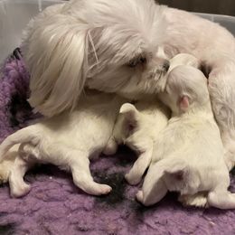 Maltese Puppies from Euphoria Maltese