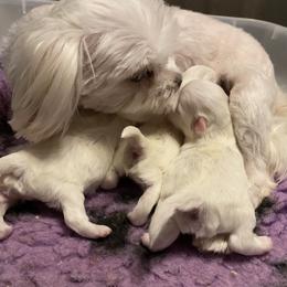 Maltese Puppies from Euphoria Maltese