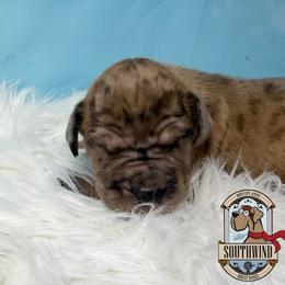 King Zog - Merle male Great Dane puppy in White City, Kansas from Southwind Great Danes