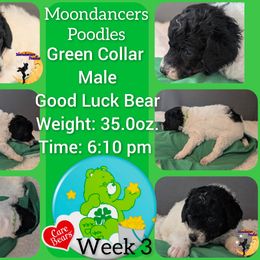 Green Collar Male (Good Luck Bear) - Parti male Poodle puppy in Lillian, Alabama from Moondancers Poodles