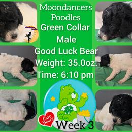 Green Collar Male (Good Luck Bear) - Parti male Poodle puppy in Lillian, Alabama from Moondancers Poodles