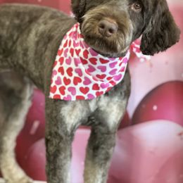 Bernedoodles from Homegrown Doodles of Idaho