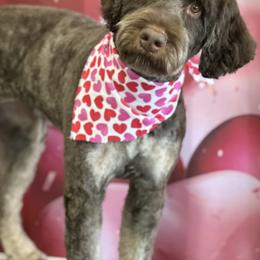 Bernedoodles from Homegrown Doodles of Idaho