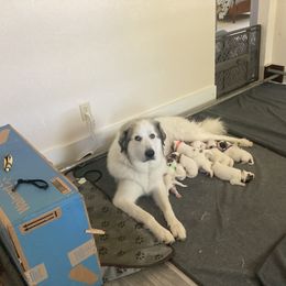 Great Pyrenees Puppies from Sweet Land of Liberty