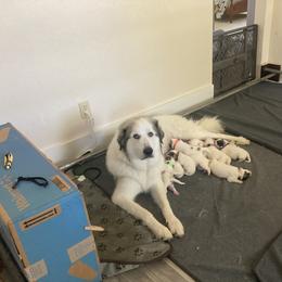 Great Pyrenees Puppies from Sweet Land of Liberty