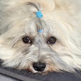 Bella - Havanese