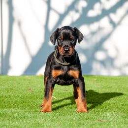 Alaska - Black and rust female Doberman Pinscher puppy in Cape Coral, Florida from Divine Kaos European Dobermann