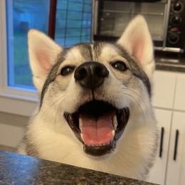 Jess - Siberian Husky