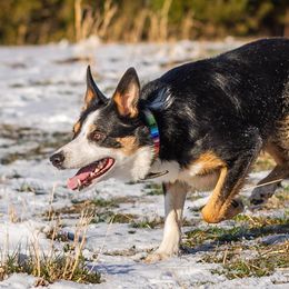 Border Collies from Folklore Border Collies