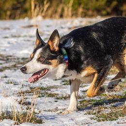 Border Collies from Folklore Border Collies