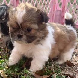 Honey - Gold and white female Shih Tzu puppy in Chipley, Florida from Shih Tzu Babies