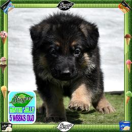 BREYERS -- A ROBUST MALE - Black and tan male German Shepherd puppy in Murrieta, California from Diamond Oaks German Shepherds