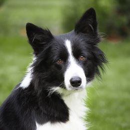 Hustle - Border Collie