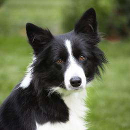 Hustle - Border Collie