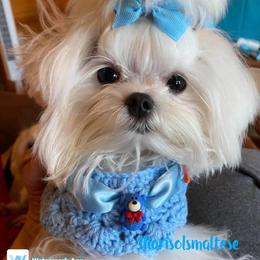 Gianni - Maltese