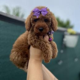 Poodle Puppies from Sakura Poodles