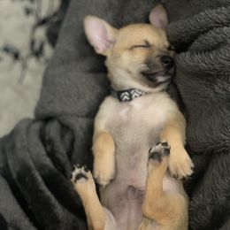 Chihuahua Puppies from Tulum Chihuahuas