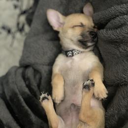 Chihuahua Puppies from Tulum Chihuahuas