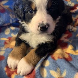 Bernese Mountain Dog Puppies from Joan Rogers