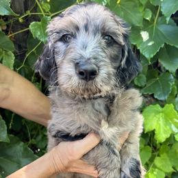 Gray collar - Merle male Goldendoodle puppy in Fairfield, California from Twin Sisters Doodles