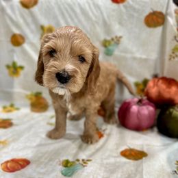 Ivy - Red  female Goldendoodle puppy in Salem, Oregon from Capital Doodles