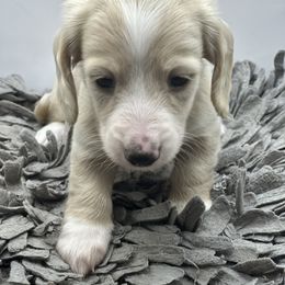 Girl 3 - Cream female Dachshund puppy in Wisconsin from Sabe and Shabe’s Doxies