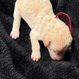 Halo - Cream female Poodle puppy in Washington, Pennsylvania from Patriotic Poodles