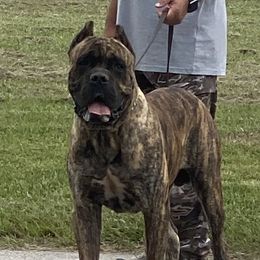 Tupac  - Cane Corso