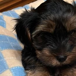Yorkshire Terriers from The Lazy 3 Ranch