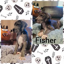 Boy 3 - Great Dane puppy in Gonzales, Louisiana from Anstatt House Of Danes