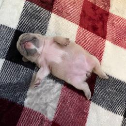French Bulldog Puppies from Blue Ribbon French Bulldogs