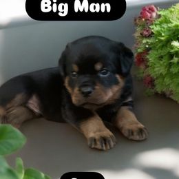 Rottweiler Puppies from Rottweiler Land
