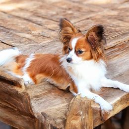 Quinn - Papillon