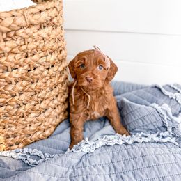 Bootcut - Red  female Goldendoodle puppy in Greencastle, Indiana from Willow & Co.