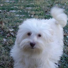 Cookie - Havanese