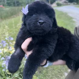 Janis Joplin - Black female Newfoundland puppy in Tully, New York from Bear Paw Newfoundlands