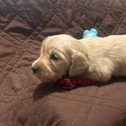 Peach - Cream female Dachshund puppy in Tahlequah, Oklahoma from Love Some Dogs Dachshunds & Cavalier King Charles Spaniels,Cavapoos
