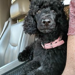 Poodle Puppies from Mountain Vista Pups